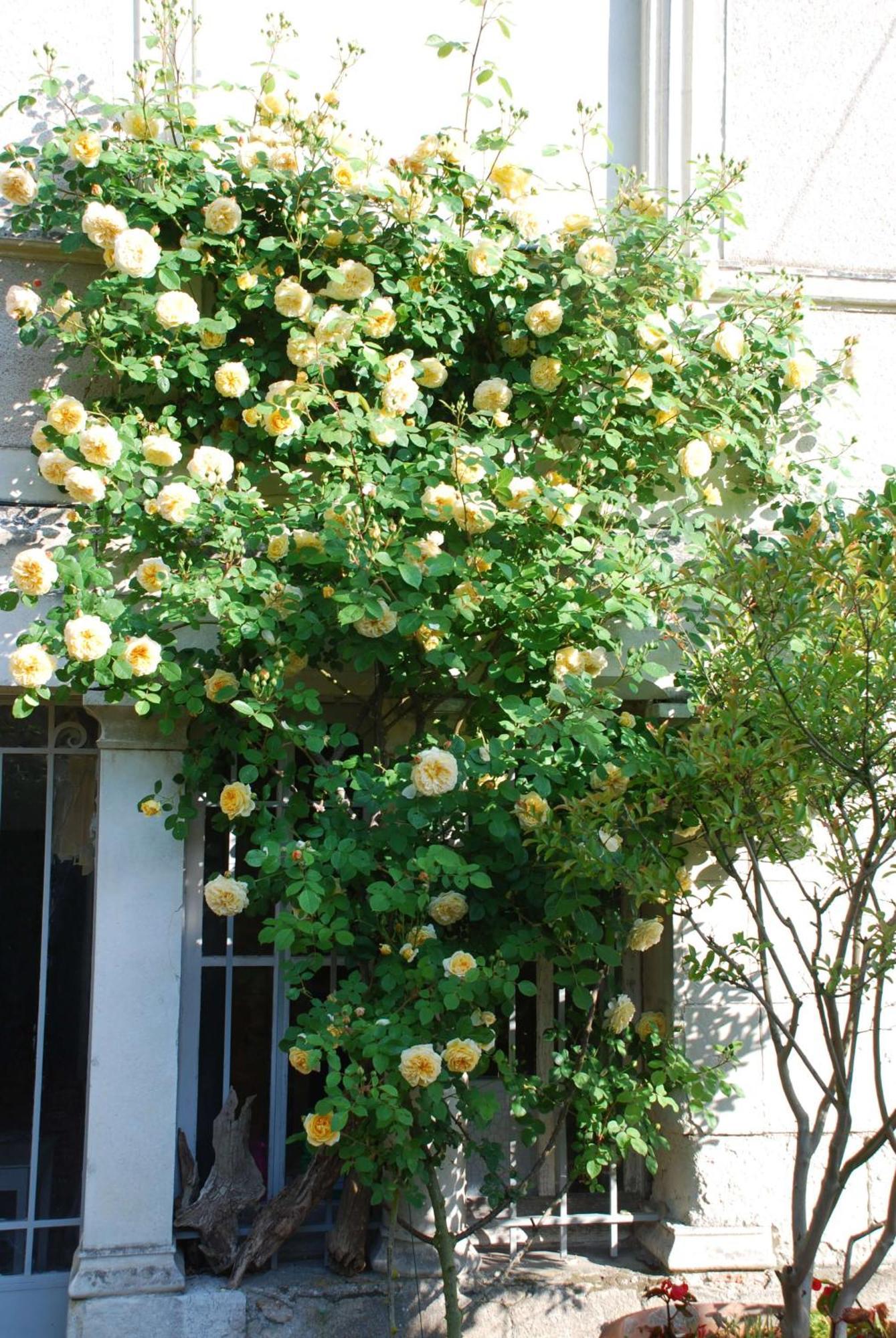 Domaine De L'Oie Rouge Bed & Breakfast Les Rosiers Dış mekan fotoğraf